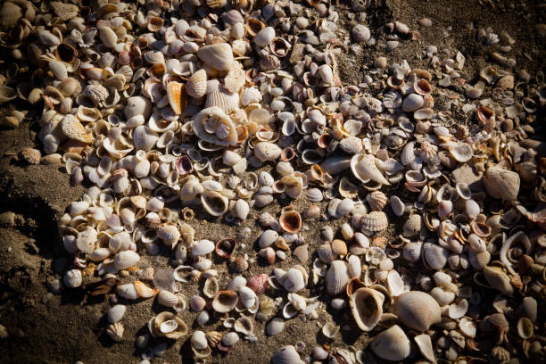 istock A row of shells on Florida Beach 866314718