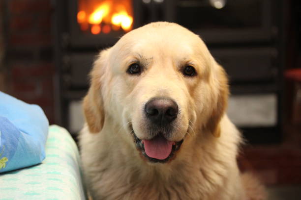 istock Golden retriever sitting by the fireside. 866316502