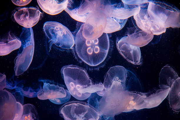 istock Jellyfish swimming in a pool gathered together 866317312