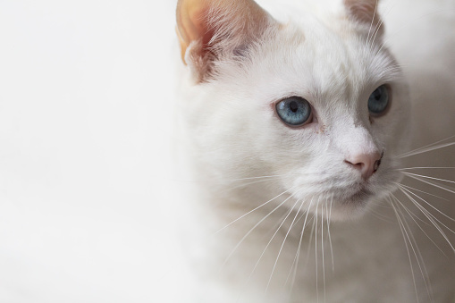 Lovely fluffy white ragdoll cat walking in light room and looking back with beautiful blue eyes. Adorable purebred feline pet outdoors
