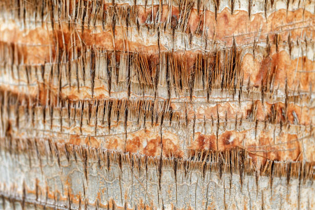 istock Texture of palm tree bark. Natural background 866318426