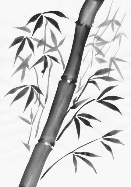 Bamboo black and white study vector art illustration