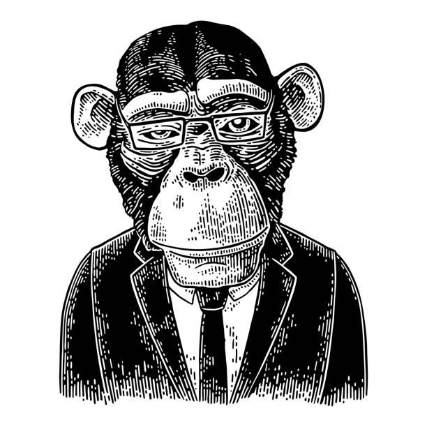 Monkey businessman in suit, tie, rectangular glasses. Vintage black engraving Monkey businessman in suit, tie and rectangular glasses. Vintage black engraving illustration for poster. Isolated on white background animal head man stock illustrations