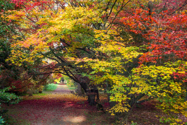 istock autumn colours in the park 866321800