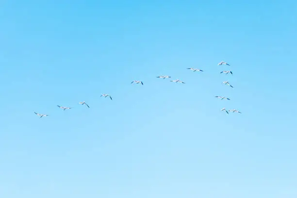 Flying gannet birds isolated against blue sky in Perce, Gaspesie, Gaspe region of Quebec, Canada by Bonaventure Island