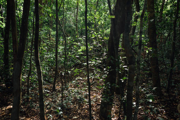 istock Background of deep tropical forest in Brazil 866325004