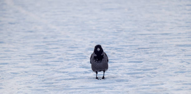istock The crow in the snow 866329338