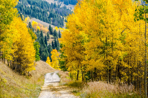 istock Road through the Aspens in the Colorado Rocky Mountains 866332096
