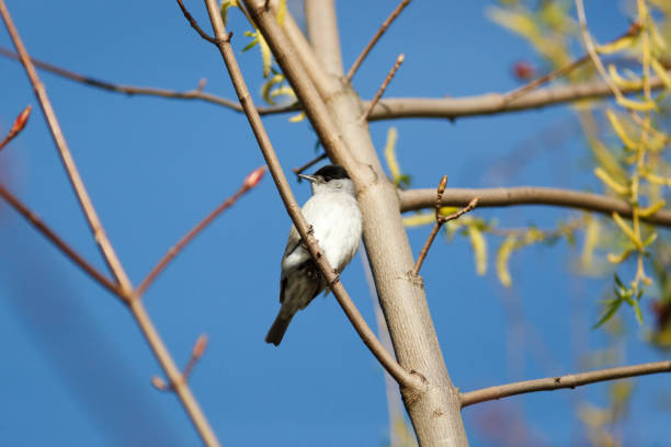istock male of a Blackcap (Sylvia atricapilla). 866332208