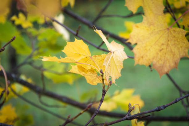 istock Colorful Autumn maple leaves 866336346