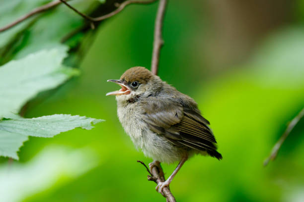 blackcap (sylvia atricapilla). - bird warbler birdsong singing foto e immagini stock
