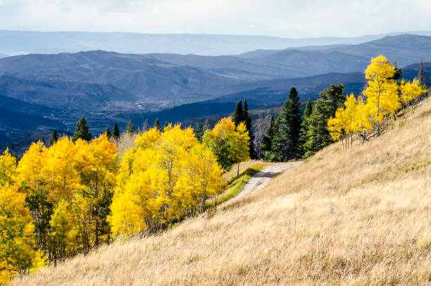 istock Road through the Aspens in the Colorado Rocky Mountains 866337634