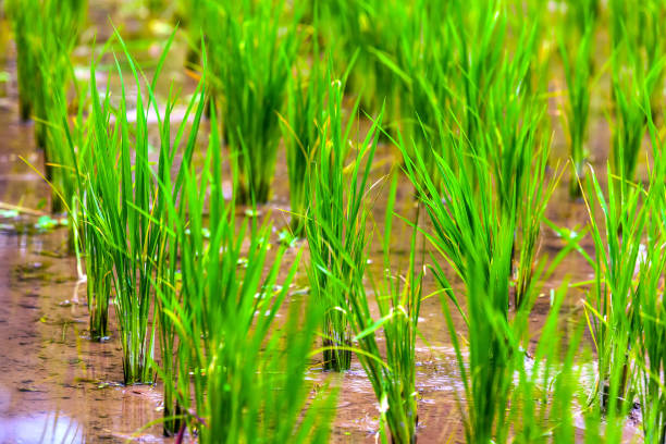 istock Rice fields in Bali island, Ubud, Indonesia. 866344030