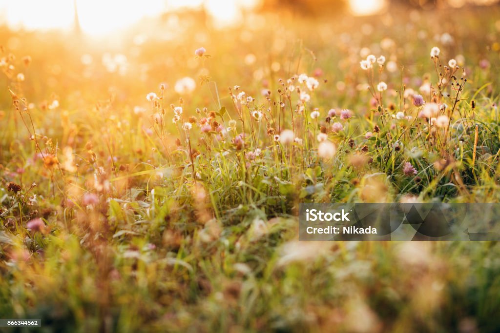 Wild flowers against sun in autumn Meadow Stock Photo