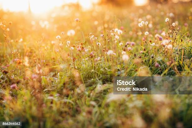 Wild Flowers Against Sun In Autumn Stock Photo - Download Image Now - Meadow, Flower, Herb