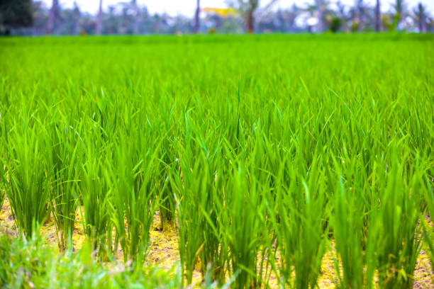 Close-up fresh green rice field natural background, young rice in farm dried water.
