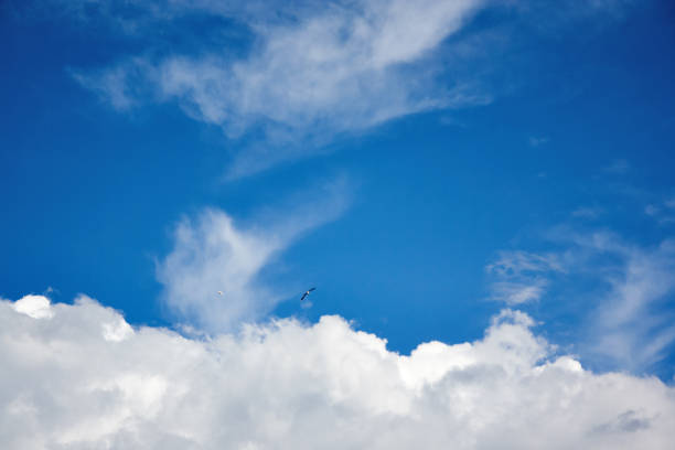 istock Birds soar in the blue summer sky 866346874