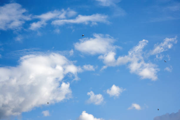 istock Birds soar in the blue summer sky 866346914