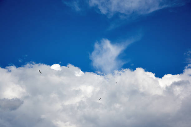 istock Birds soar in the blue summer sky 866346966