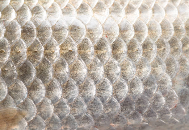 istock background of fish scales 866347078