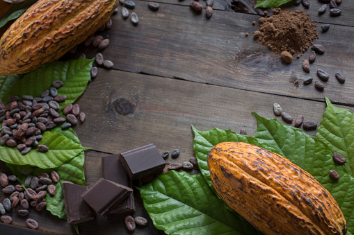 Cocoa composition with copy space. Top view. Composition of real cocoa organic fruits with cocoa tree leaves, cocoa nibs, cocoa powder and dark chocolate bar on wooden table. All the stages of chocolate. Horizontal photography. Studio shot. No people.