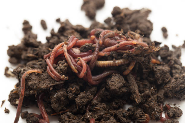istock worm in the ground on a white background 866347540