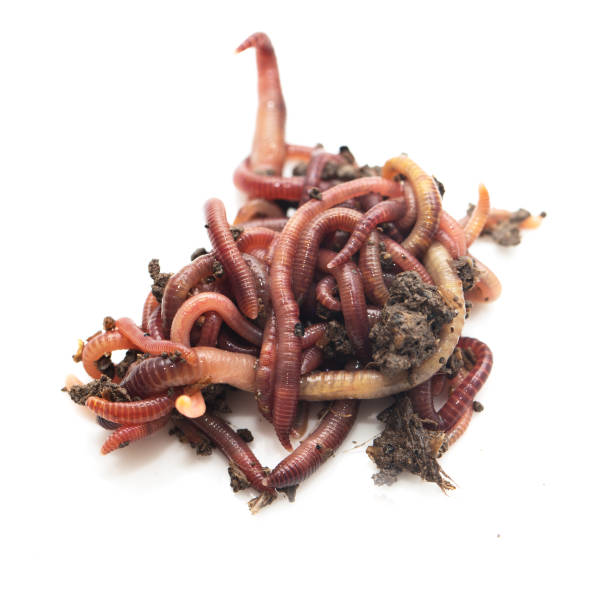 istock worm in the ground on a white background 866347626