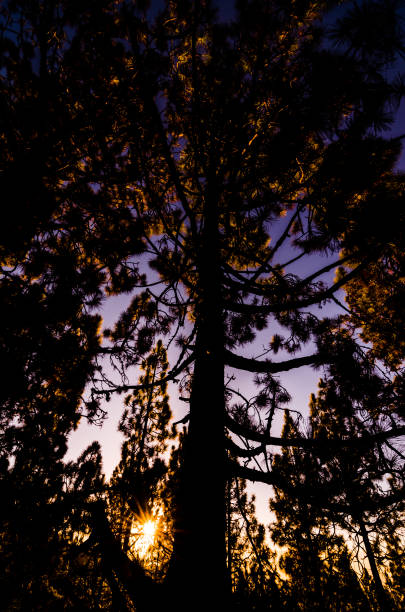 istock Morning Scene in the Forest 866350594