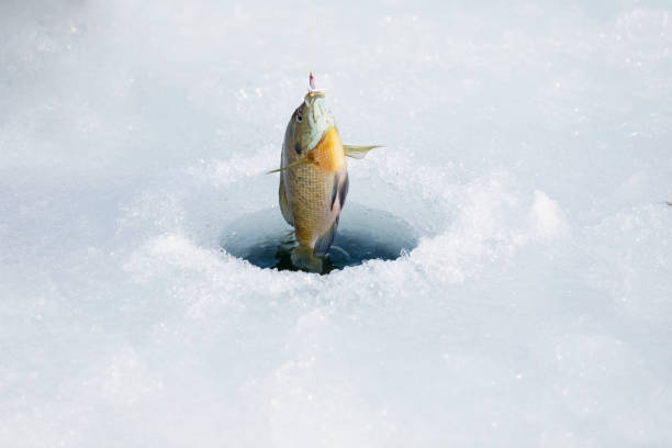 istock Fish on Hook, Ice Fishing Hole 866354800