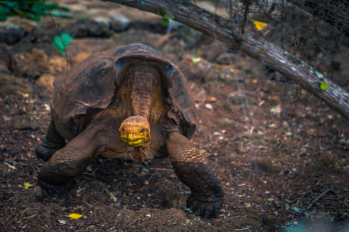 Islas Galápagos - 23 de agosto de 2017: Super Diego, la tortuga gigante en el centro de investigación de Darwin en la isla de Santa Cruz, Islas Galápagos, Ecuador photo