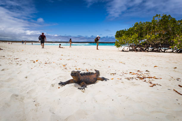 wyspy galapagos - 23 sierpnia 2017: legwany morskie w zatoce tortuga na wyspie santa cruz, wyspy galapagos, ekwador - bay zdjęcia i obrazy z banku zdjęć