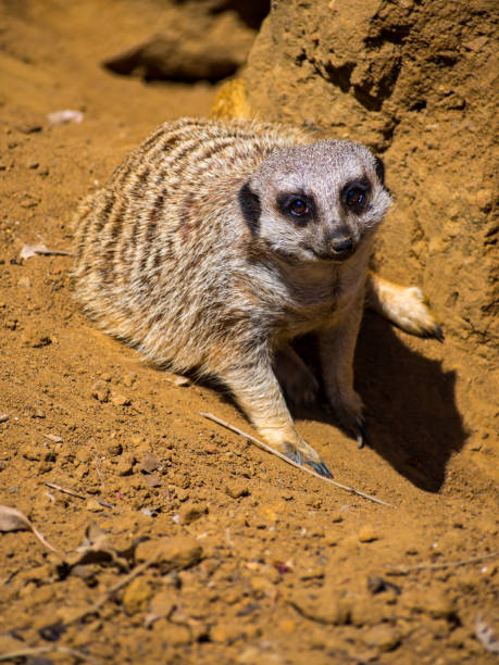 Meerkat in Dirt