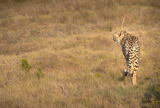 野生動物のトラッキング タグを身に着けている唯一のチーター - wildlife tracking tag ストックフォトと画像