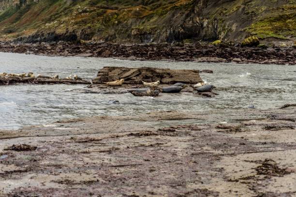 istock Ravenscar seals in Yorkshire 866368090