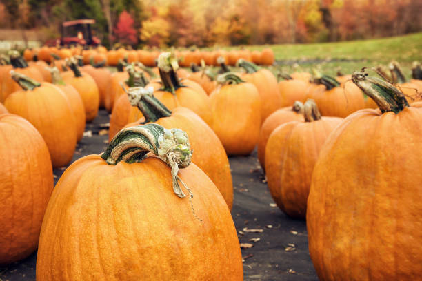 istock Pumpkins for sale at a pumpkin patch in autumn 866370582