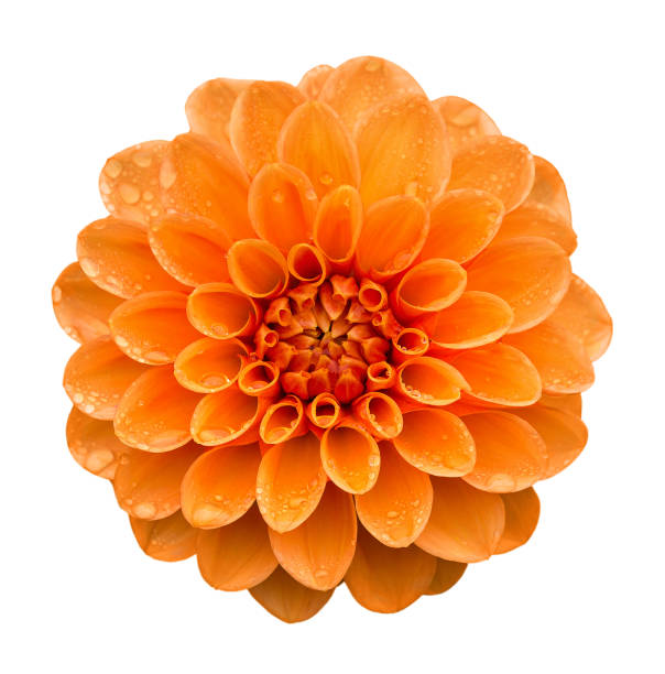 Orange yellow Dahlia flower with water drops on petals after rain, top view. Isolated on white background.