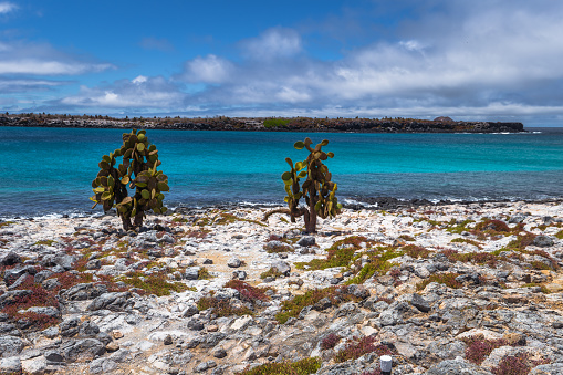 Galapagos Islands - August 24, 2017: Landscape of Plaza Sur island, Galapagos Islands, Ecuador