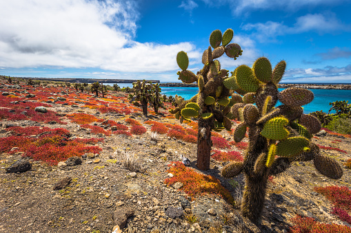 Islas Galápagos 24 De Agosto De 2017 Cactus Endémicos En El Sur De Plaza La Isla  Galápagos Ecuador Foto de stock y más banco de imágenes de Agua - iStock