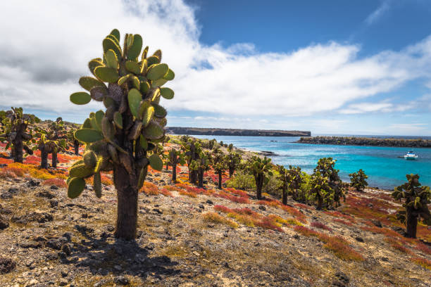 Galapagos Islands - August 24, 2017: Endemic cactuses in Plaza Sur island, Galapagos Islands, Ecuador stock photo