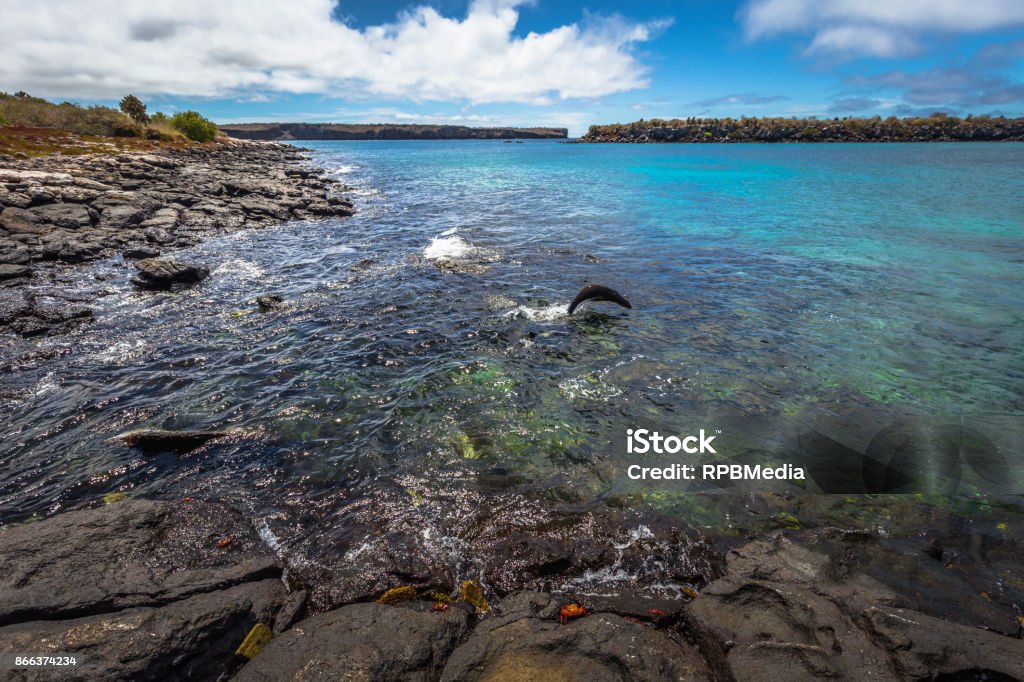 Islas Galápagos 24 De Agosto De 2017 Flora Y Fauna De La Costa Del Sur De La Plaza La Isla Las Islas Galápagos Ecuador Foto de stock y más banco de imágenes Islas Galápagos 24 De Agosto De 2017 Flora Y Fauna De La Costa Del Sur De La Plaza La Isla Las Islas Galápagos Ecuador Foto de stock y más banco de imágenes