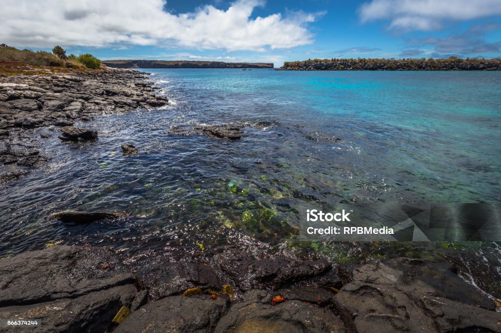 Islas Galápagos 24 De Agosto De 2017 Flora Y Fauna De La Costa Del Sur De La Plaza La Isla Las Islas Galápagos Ecuador Foto de stock y más banco de imágenes Islas Galápagos 24 De Agosto De 2017 Flora Y Fauna De La Costa Del Sur De La Plaza La Isla Las Islas Galápagos Ecuador Foto de stock y más banco de imágenes