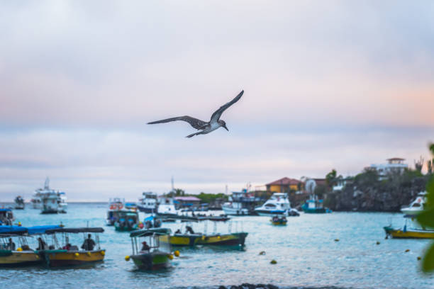 isole galapagos - 24 agosto 2017: boobie bird dai piedi blu che sorvola puerto ayora nell'isola di santa cruz, isole galapagos, ecuador - galapagos islands bird booby ecuador foto e immagini stock