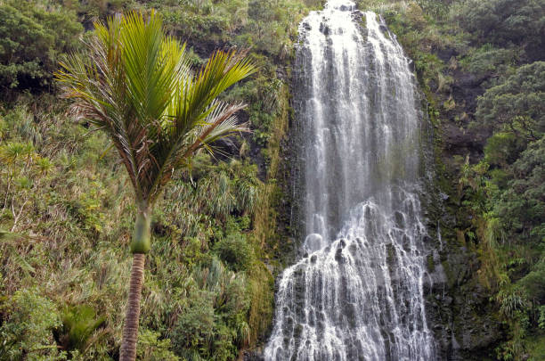 palmeira do rei e karekare falls, nova zelândia - karekare falls - fotografias e filmes do acervo