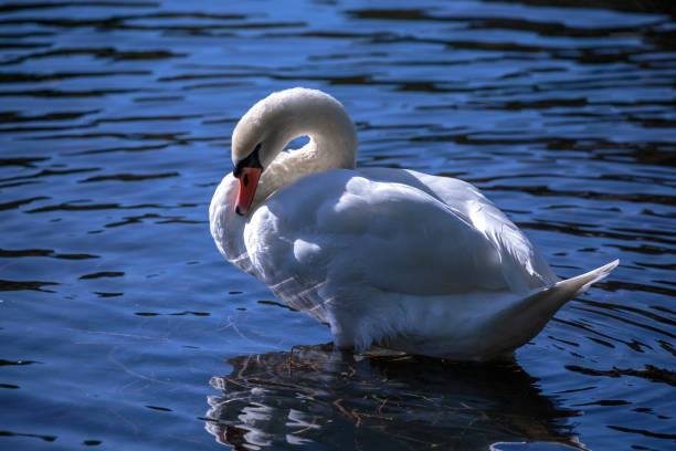 istock A Mute swan on blue water 866375224