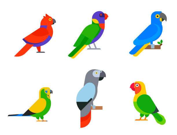Parrots birds breed species animal nature tropical parakeets education colorful pet vector illustration Parrots birds breed species and animal nature tropical parakeets education colorful pet vector illustration. Macaw wild beak wing exotic color avian perch feather avifauna. parrots beak heliconia stock illustrations