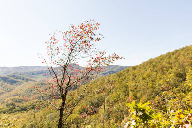 laurel cae en gatlinburg, tennessee - gatlinburg waterfall appalachian mountains laurel falls fotografías e imágenes de stock