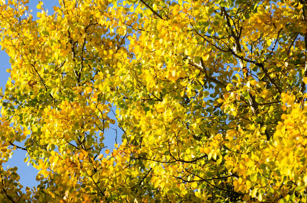 istock Birch Trees Covered in Colorful Leaves 866378590
