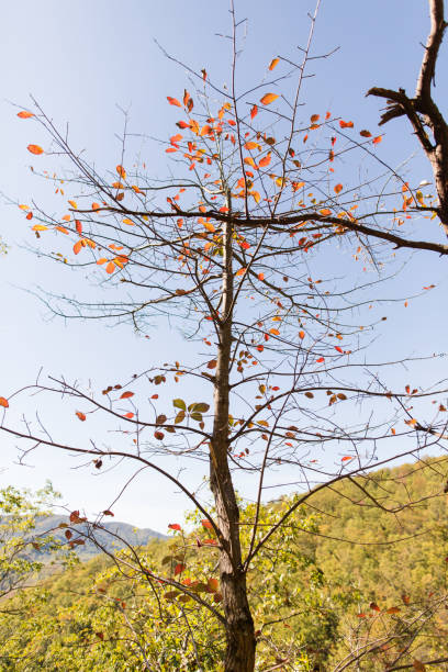 laurel cae en gatlinburg, tennessee - gatlinburg waterfall appalachian mountains laurel falls fotografías e imágenes de stock