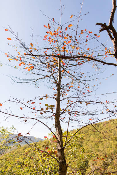 gatlinburg, 테네시에서 로렐 폭포 - gatlinburg waterfall appalachian mountains laurel falls 뉴스 사진 이미지