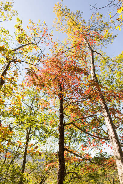 laurel cae en gatlinburg, tennessee - gatlinburg waterfall appalachian mountains laurel falls fotografías e imágenes de stock